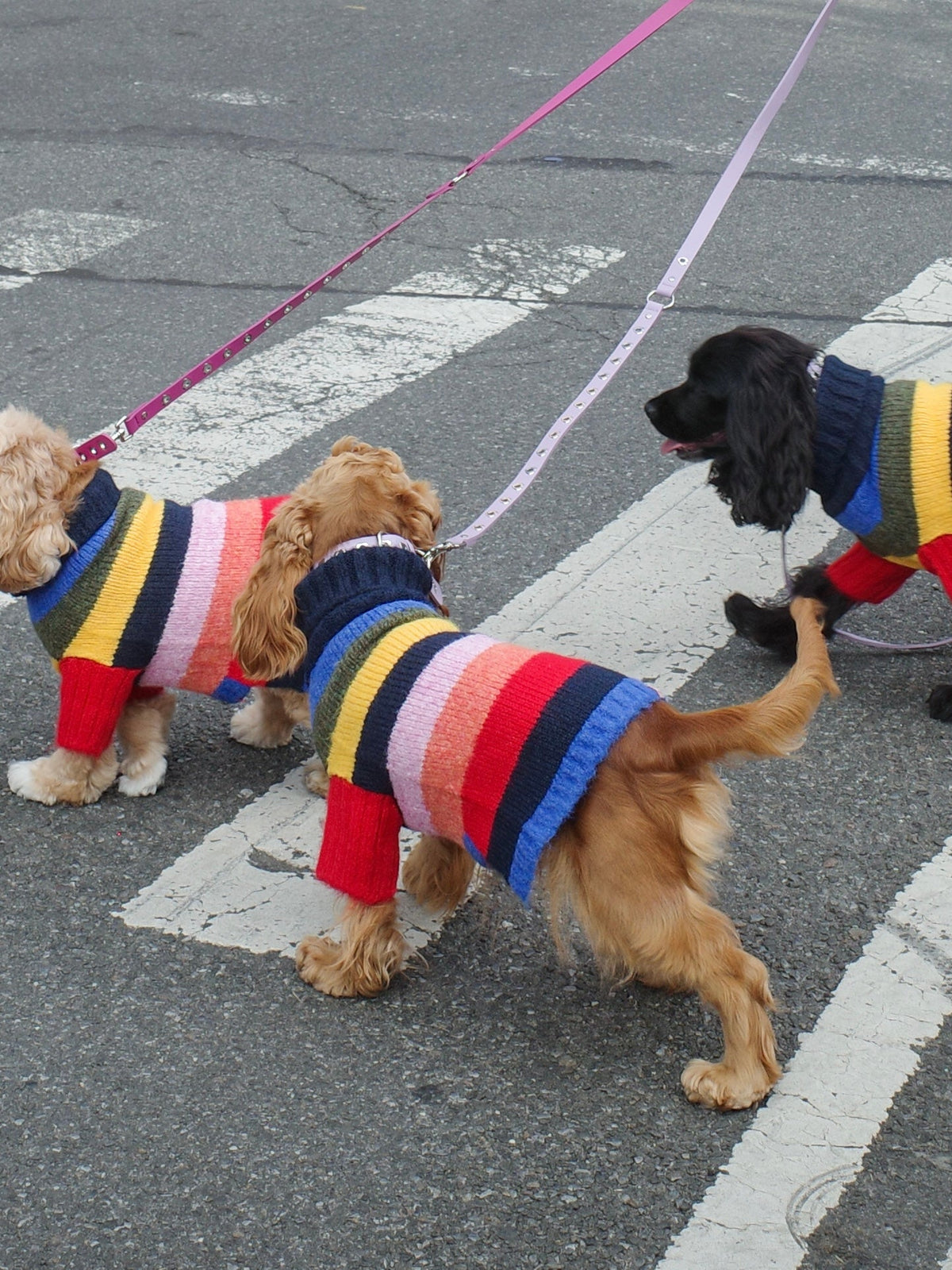 Dog Sweater - Rainbow